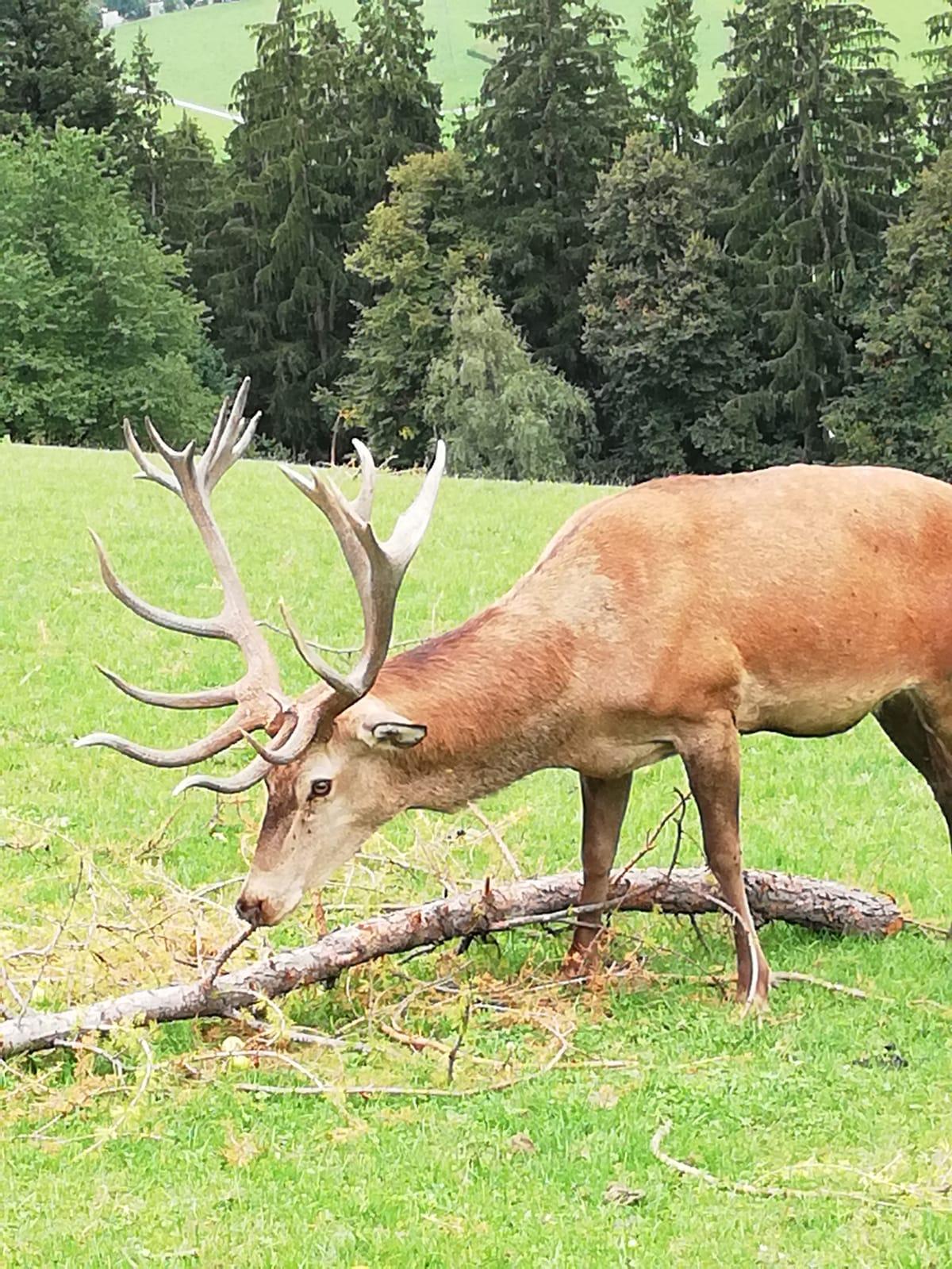 Ferienwohnungen Paulerhof